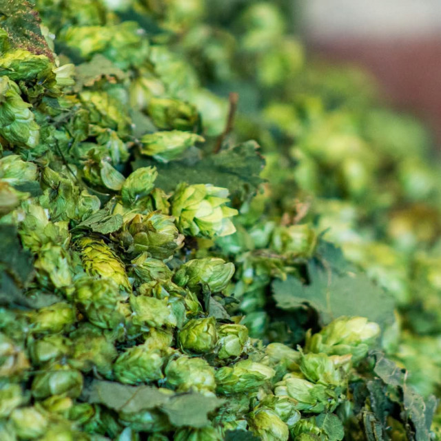 Destination Houblon